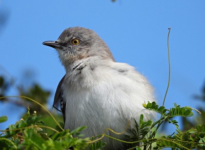 北方反舌鸟(Mimus polyglottos)栖息在一棵树上，天空晴朗