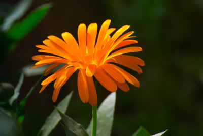柔软美丽的花园橙花