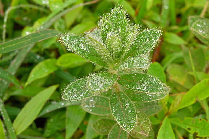 在马哈拉施特拉邦拉瓦萨，有选择地将新鲜雨水滴在野生灌木上