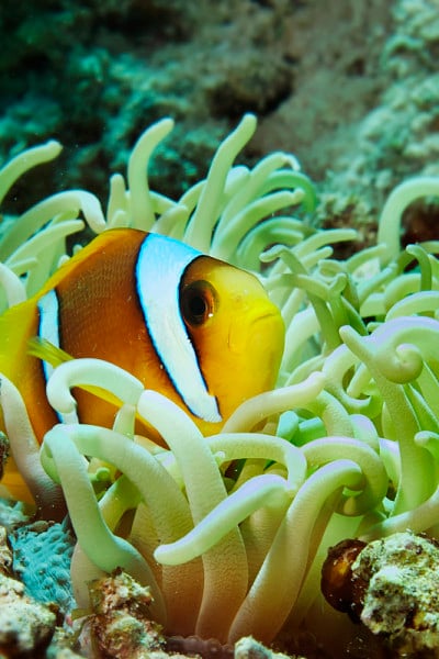 Anemonefish