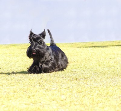 苏格兰梗犬