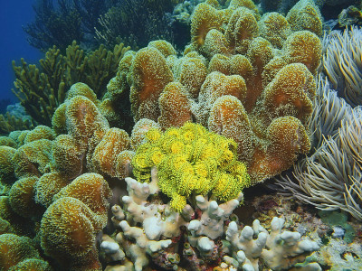 海百合