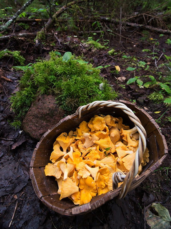 鸡油菌篮子