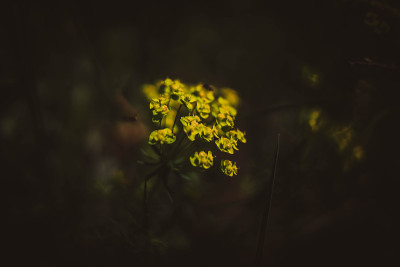 魔法森林，魔法药草。绿色的女巫植物，神秘的林地