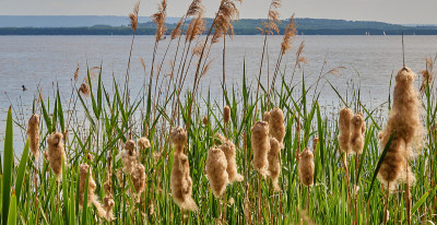 德国汉诺威附近的施泰因胡德米尔河岸上的棉草(Eriophorum vaginatum)和莎草(莎草科