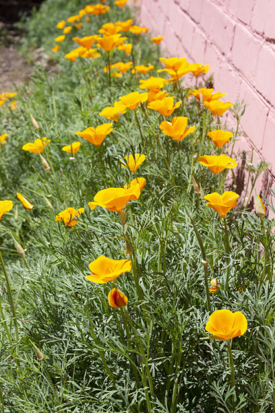 Eschscholzia californica。这些花是亮橙色的。