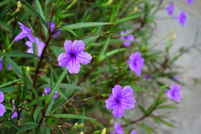 紫色的花