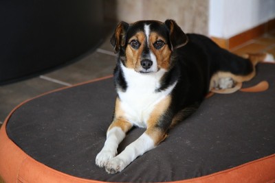 狗