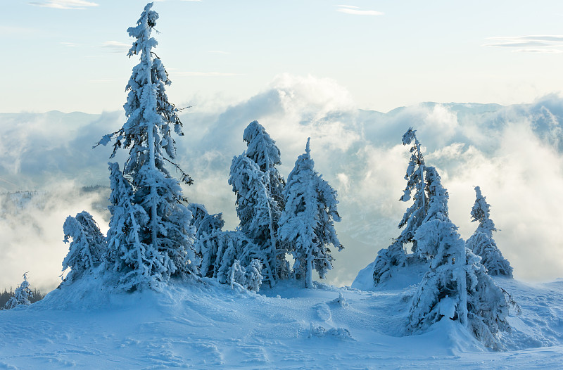 冬山上的冰雪冷杉树。