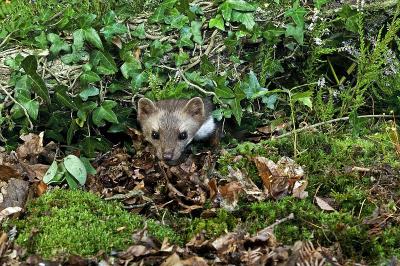 Stone Marten or Beech Marten, martes foina, Adult 