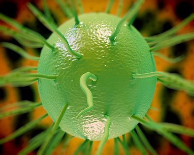 Neisseria gonorrhoeae bacteria