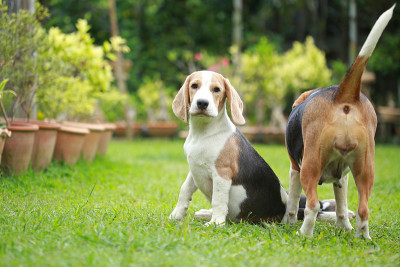 强壮的纯种比格犬在行动，强壮的雄性比格犬