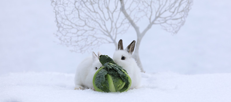 小白兔在雪地里吃卷心菜