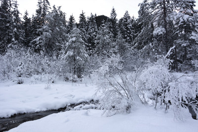 溪水在白雪皑皑的森林中缓缓流淌
