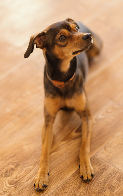 迷你犬在家里。