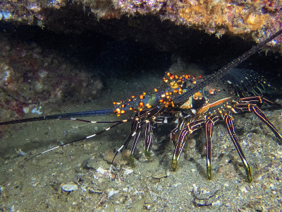 蓝刺龙虾(Panulirus inflatus)