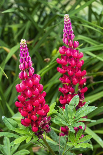 卢平(Lupinus)“大力士”