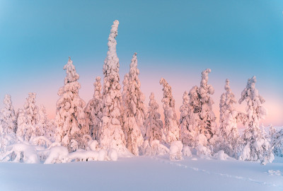 夕阳下的雪景，芬兰拉普兰冬天结冰的树木