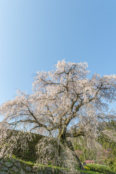 又平樱