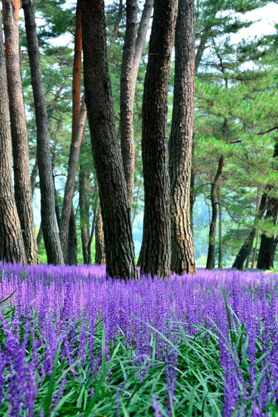 麝香松花