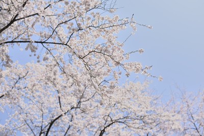樱花盛开