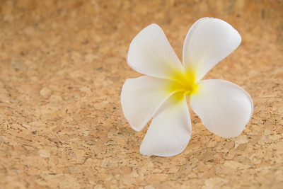 白色plumeria