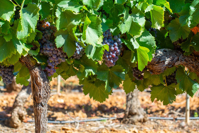 AOC Luberon mountains的葡萄园靠近Apt与老葡萄树干生长在红色粘土，红色或玫瑰葡