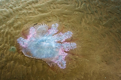 海滩上的水母