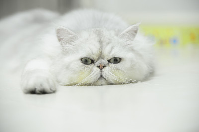钦奇利亚波斯的猫