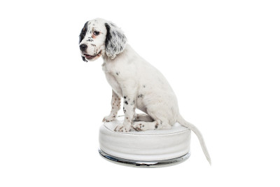 可爱的英国塞特犬宝宝在白色的背景