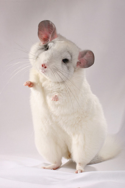 Chinchilla-Geisha