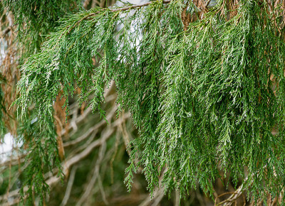 劳森柏树(Chamaecyparis Lawsoniana Filifera)的枝叶，也被称为奥福德