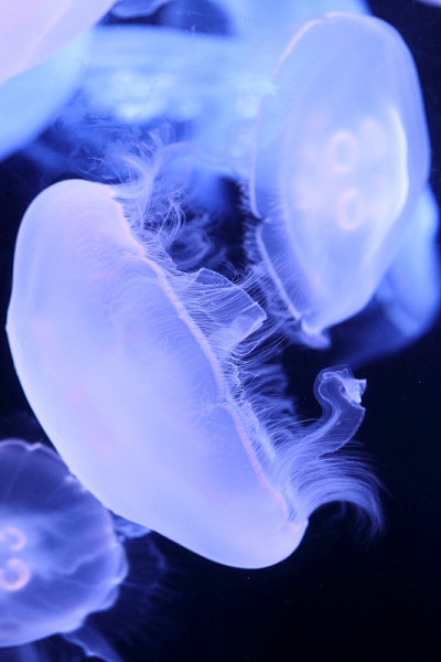 水母