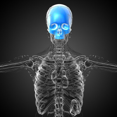 3d渲染医学插图的上颅骨