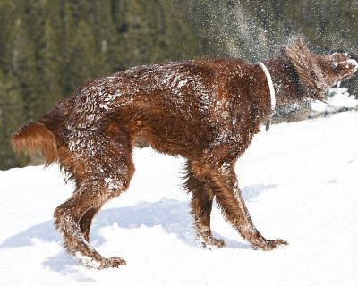 雪地里野生的爱尔兰塞特犬