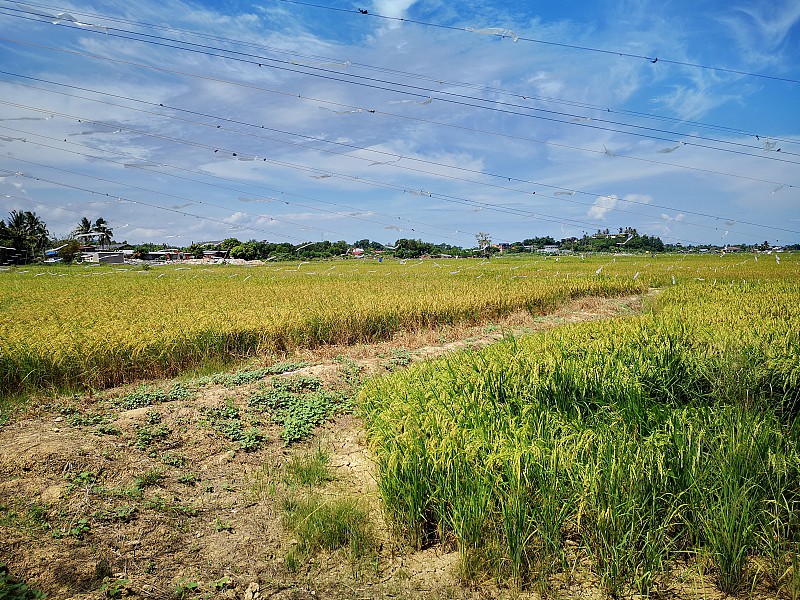 稻田是东亚、南亚和东南亚水稻种植的典型特征。田地可以建在陡峭的山坡上作为梯田，并毗邻凹陷或陡坡的特征