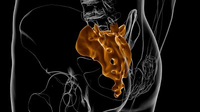 人体骨骼解剖骶骨3D渲染
