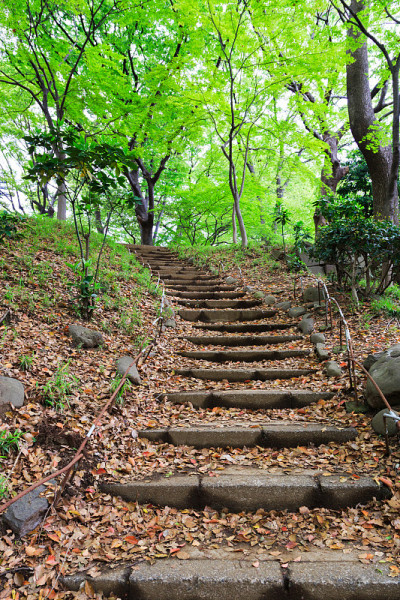 森林行走路径