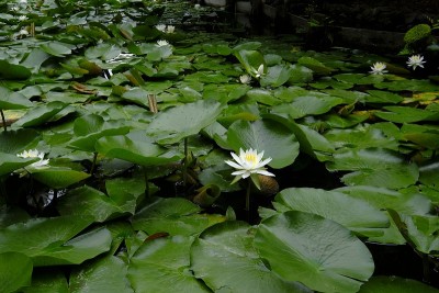 睡莲，浮京区，日本京都