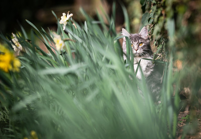 躲猫