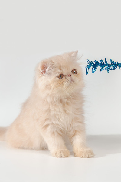 一只波斯小猫在白色背景前看着一个玩具猫