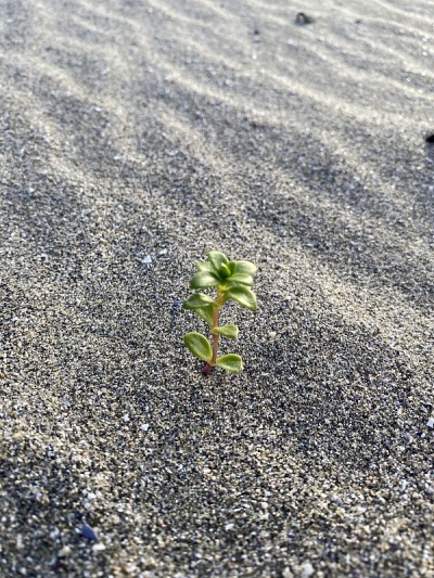 植物在海滩