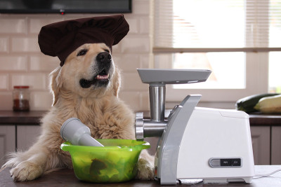 金毛猎犬用研磨机磨肉。烹饪时间。