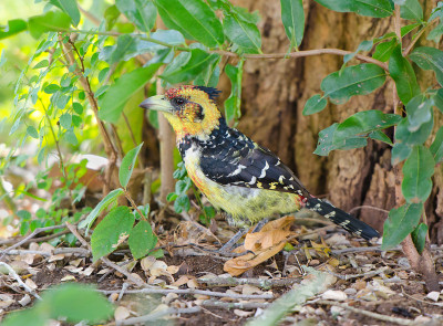 冠状Barbet -南非