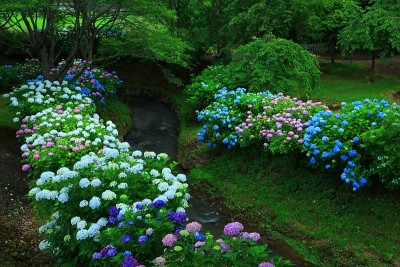 绣球花和水磨
