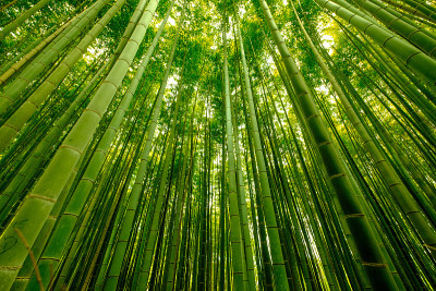 竹林