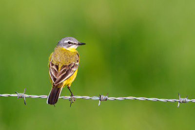 西部黄wagtail(莫塔西拉黄)