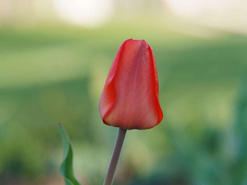 红色的花头