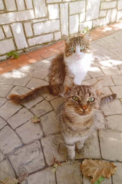 街上两只猫的照片