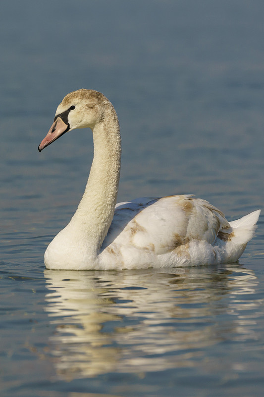 天鹅哑巴(晚。天鹅座(Cygnus olor)是一种水上的鸭科鸟类